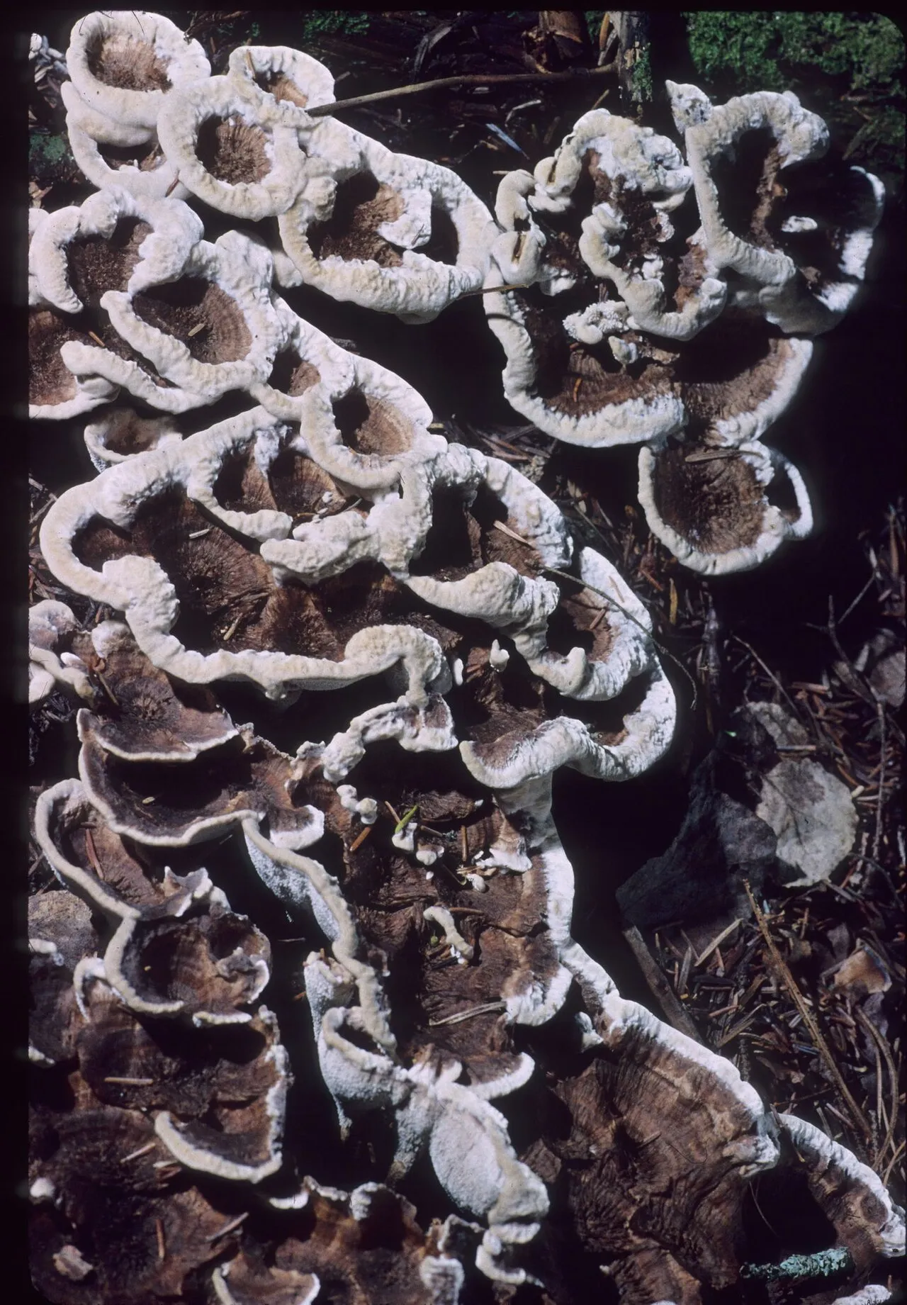 Phellodon confluens