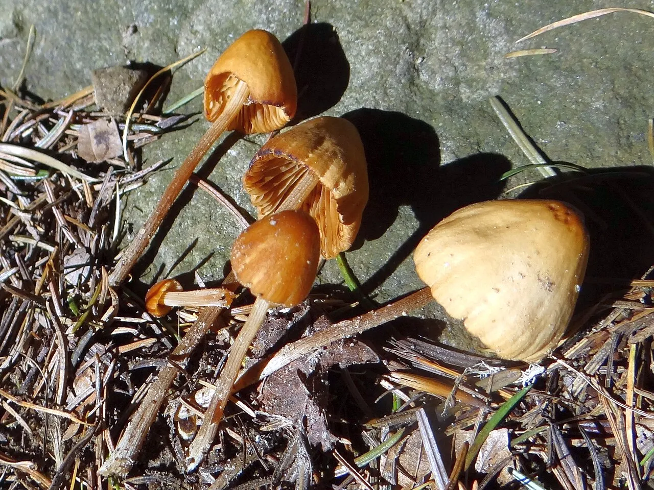 Conocybe juniana