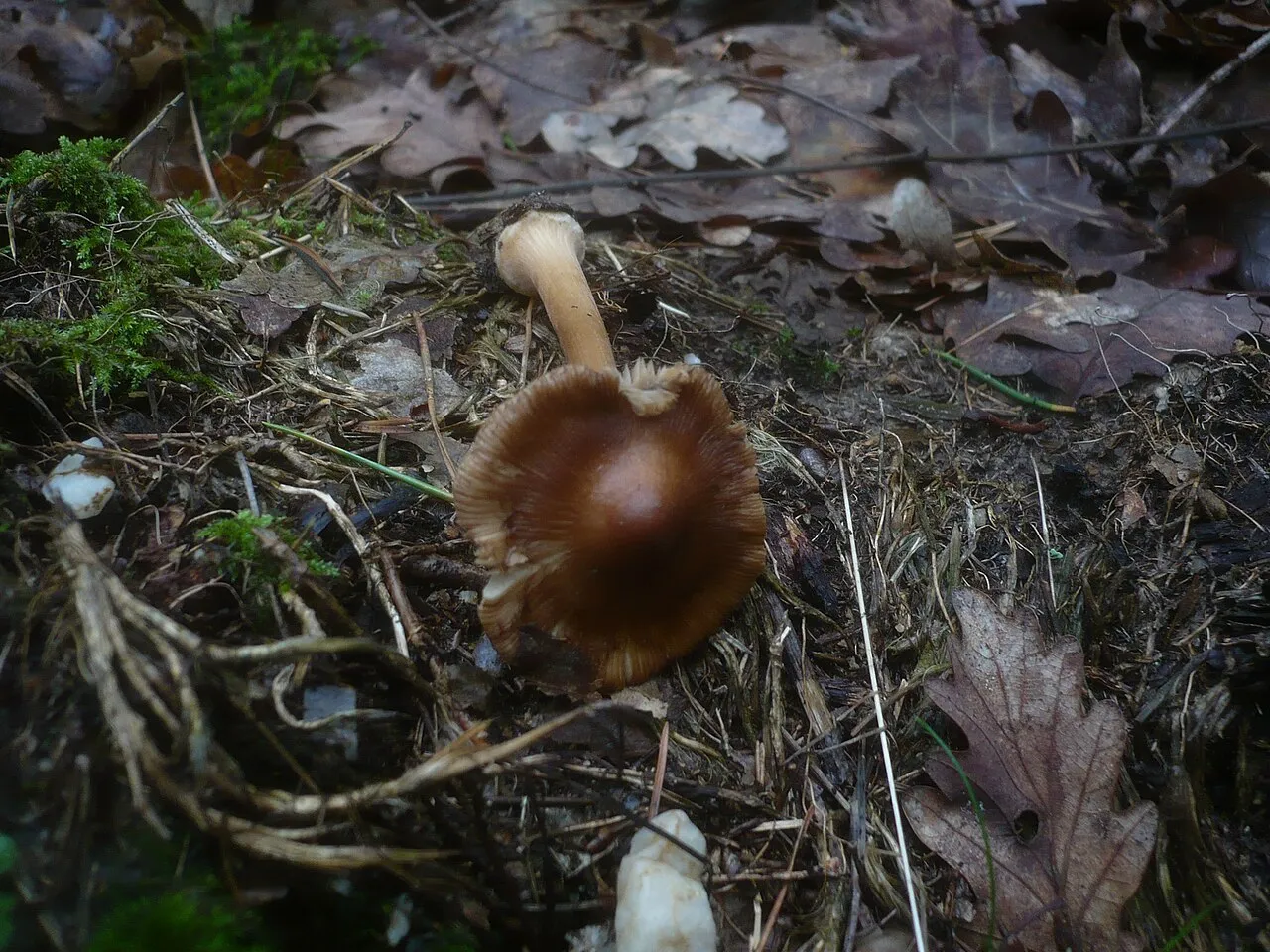 Inocybe asterospora