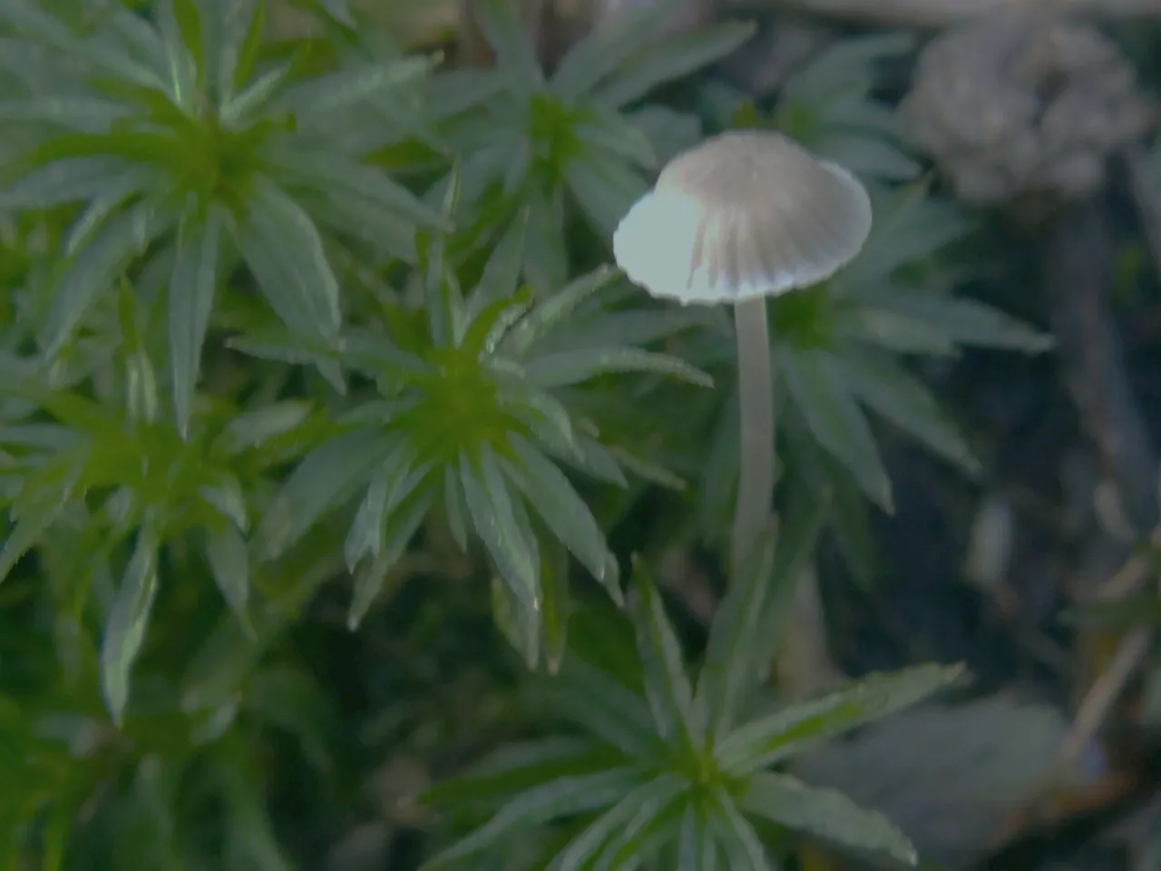 Entoloma rhodocylix