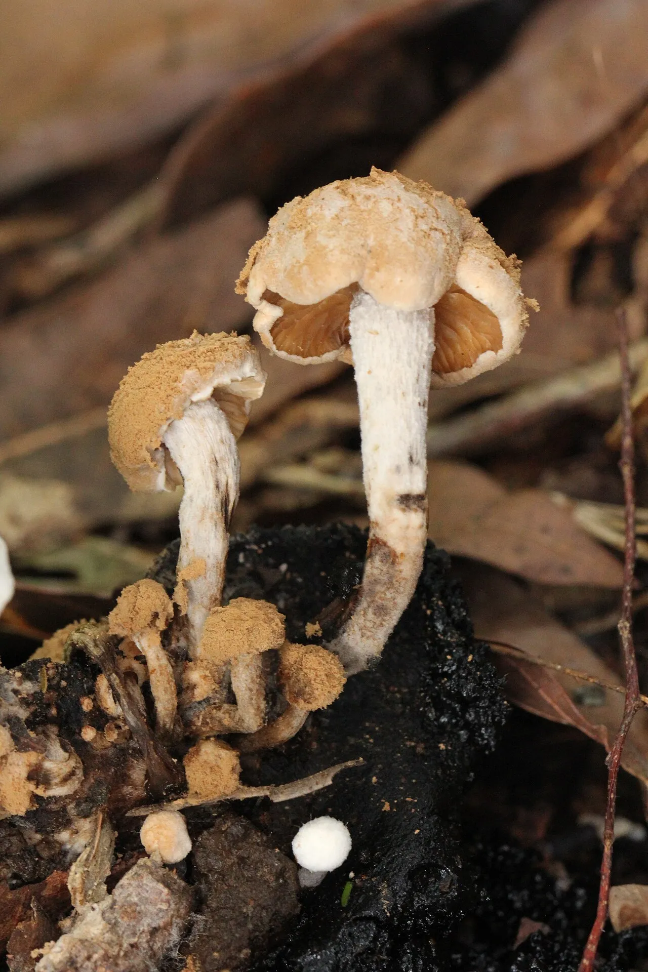 Asterophora