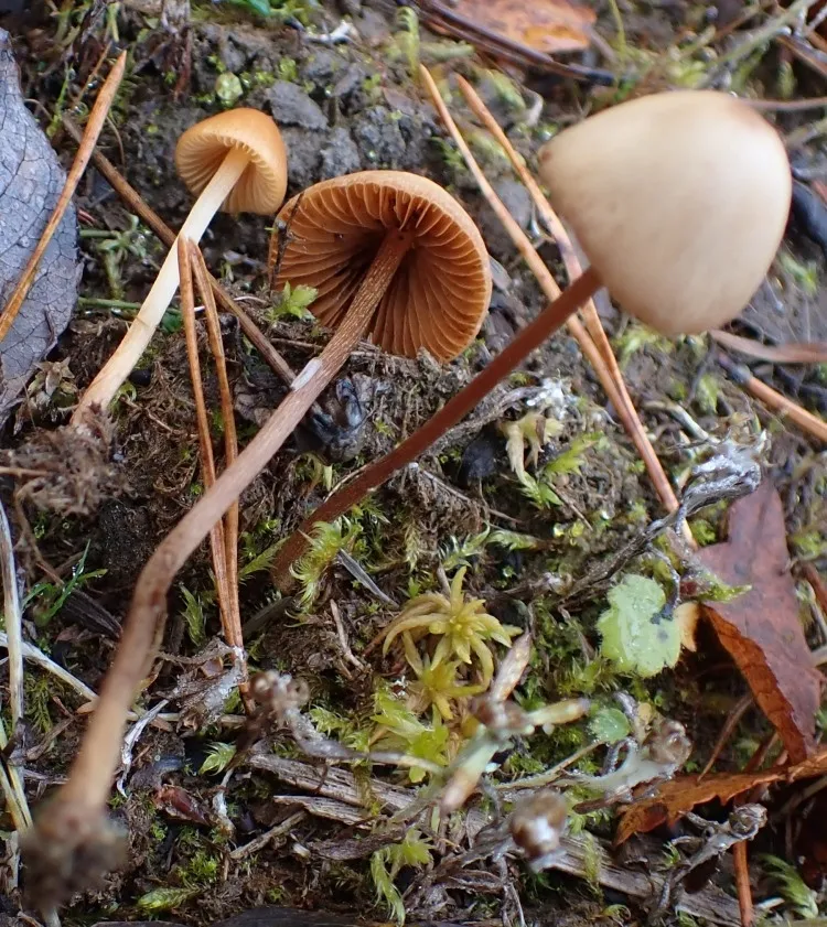 Conocybe subpubescens