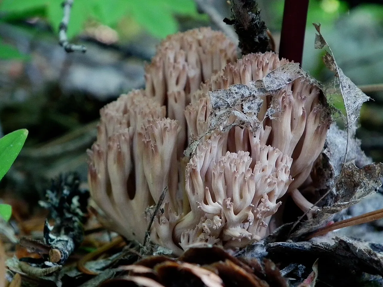 Ramaria rubripermanens
