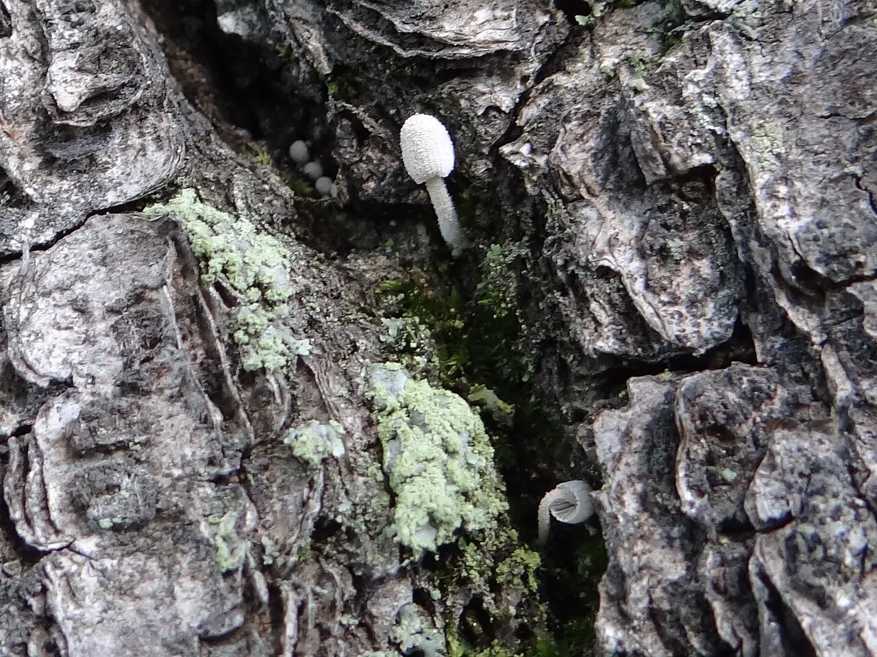 Coprinopsis urticicola