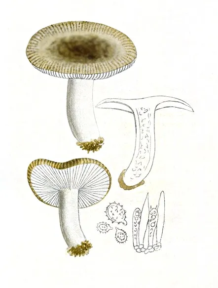 Russula pectinata