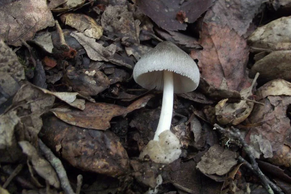 Volvariella caesiotincta
