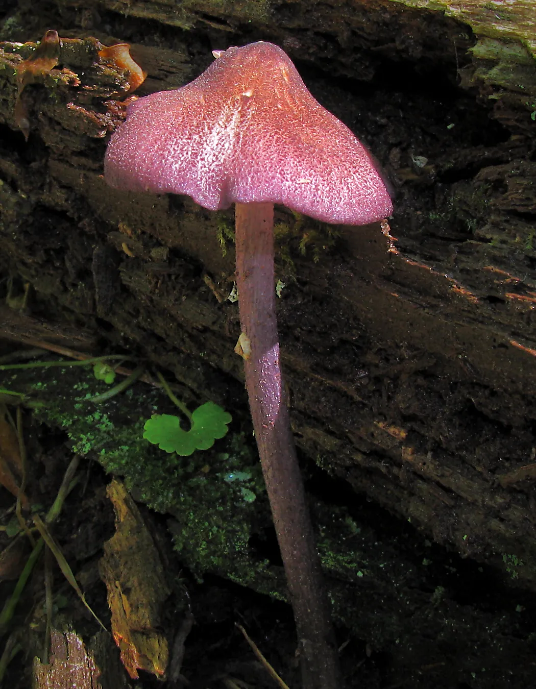 Entoloma allochroum