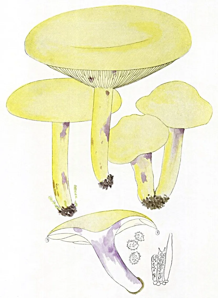 Lactarius flavidus
