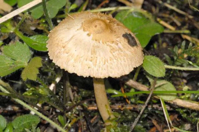 Inosperma bongardii