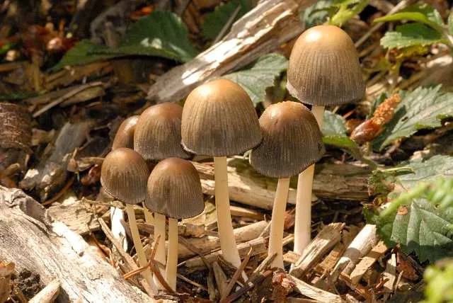 Parasola leiocephala