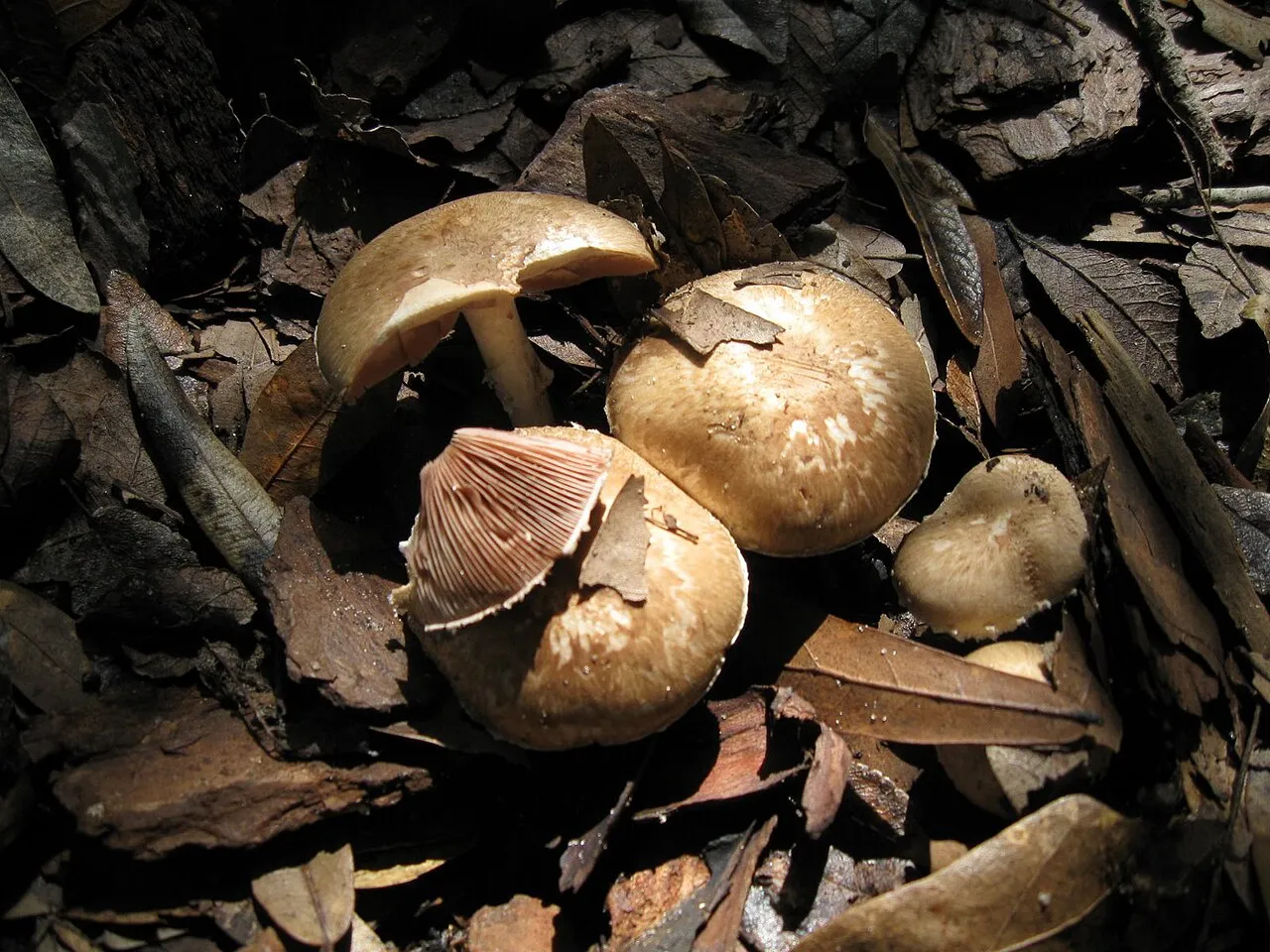 Pieczarka winnoczerwona