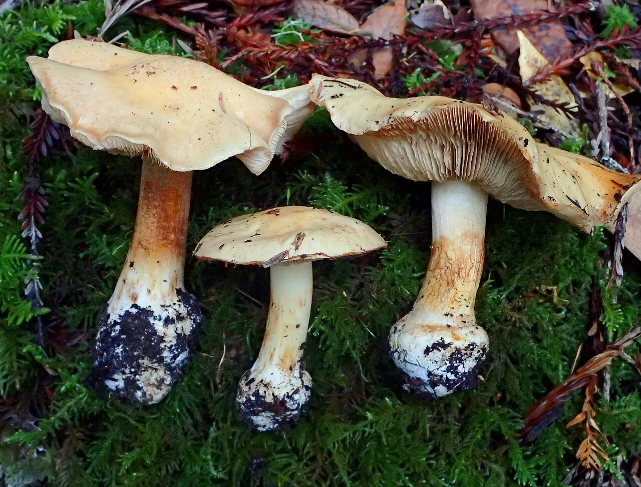 Thaxterogaster talus