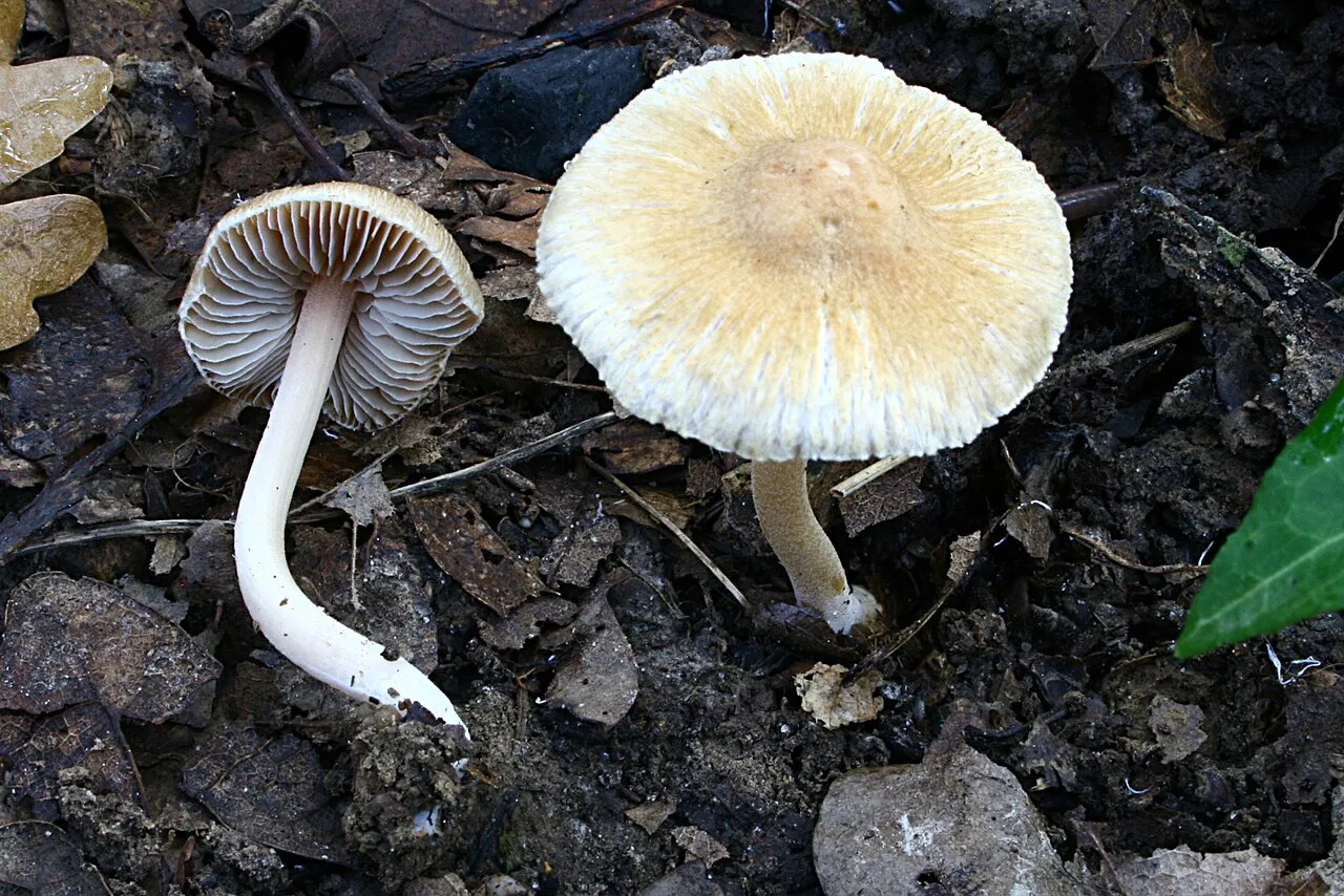 Inocybe hirtella