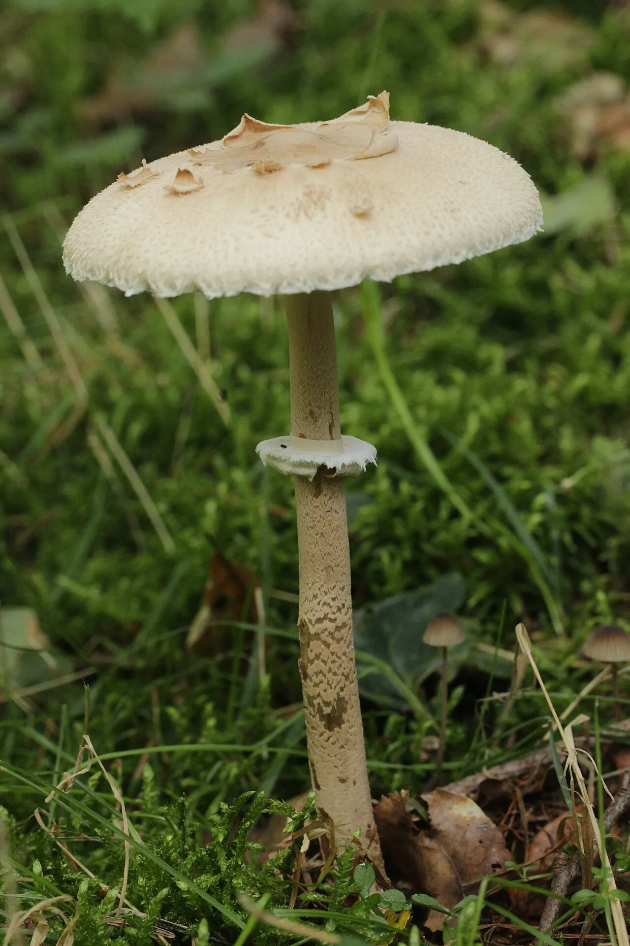 Macrolepiota fuliginosa