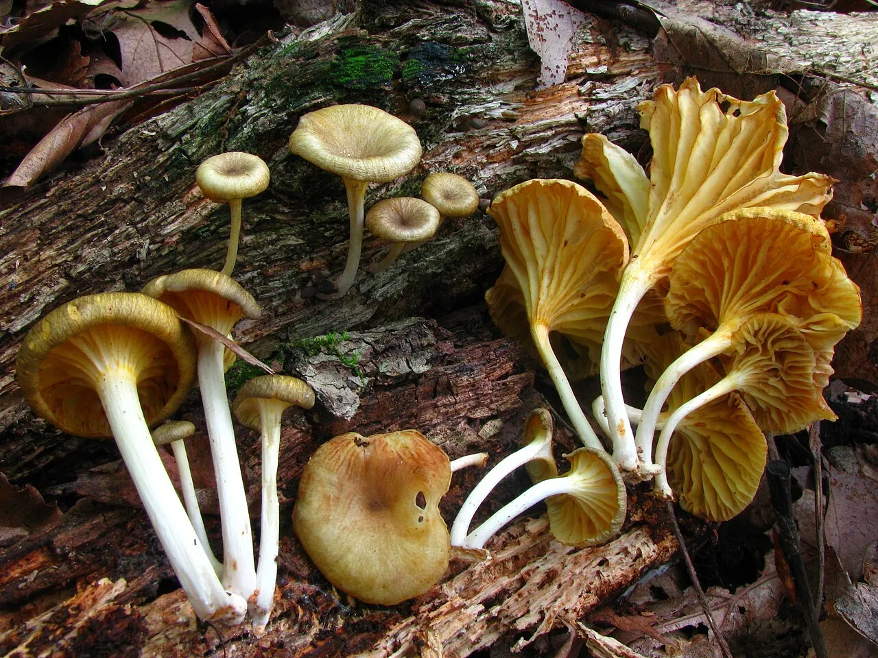 Gerronema strombodes