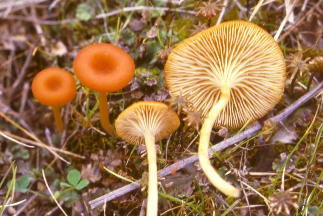 Loreleia postii