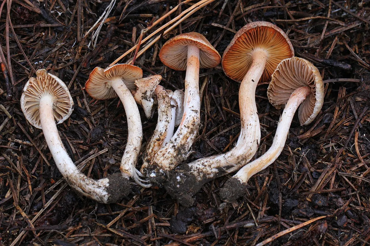 Strzępiak pomarańczowoczerwonawy