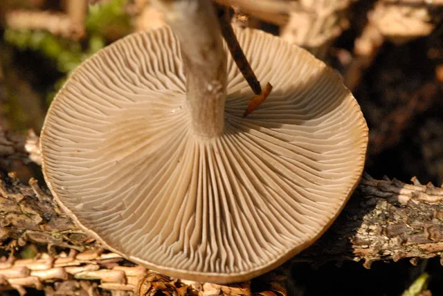 Clitocybe ditopa