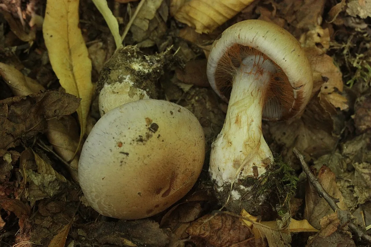 Cortinarius largus