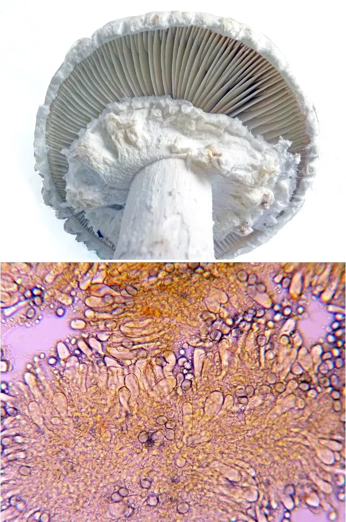 Saproamanita vittadinii