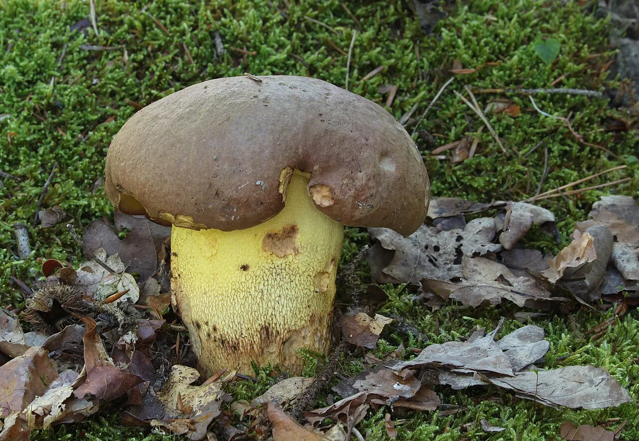 Masłoborowik