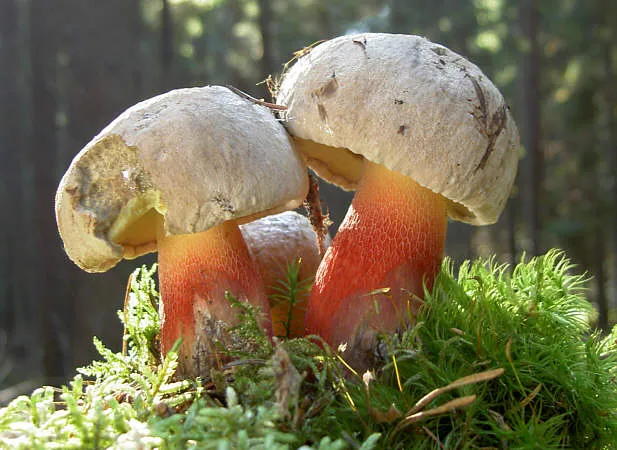 Caloboletus