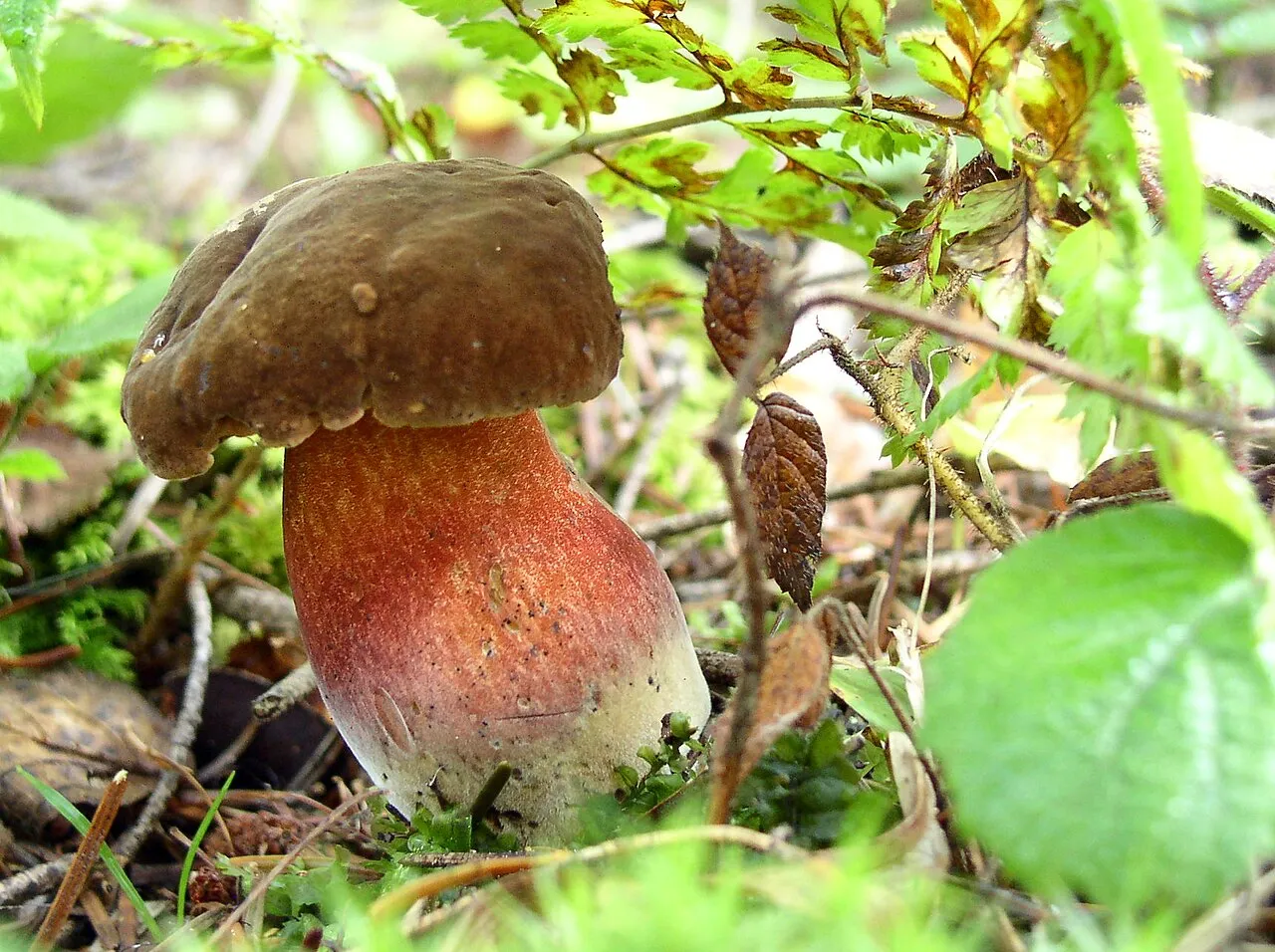 krasnoborowik ceglastopory