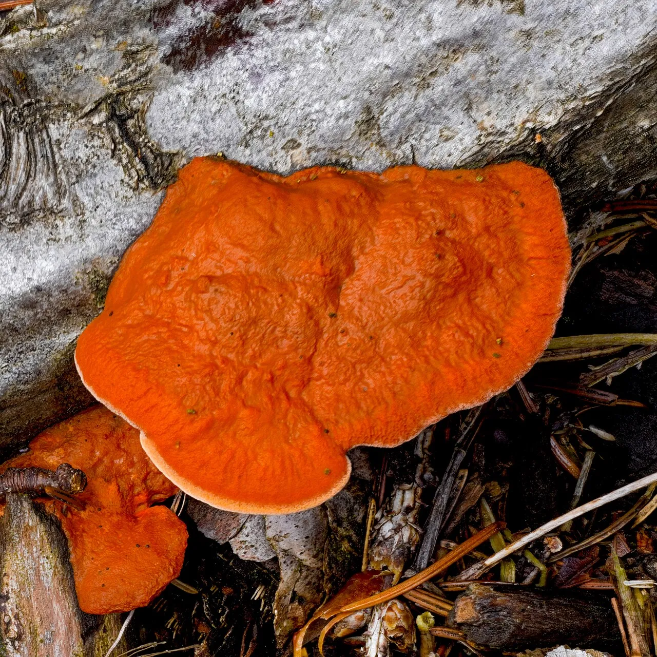 Trametes cinnabarina
