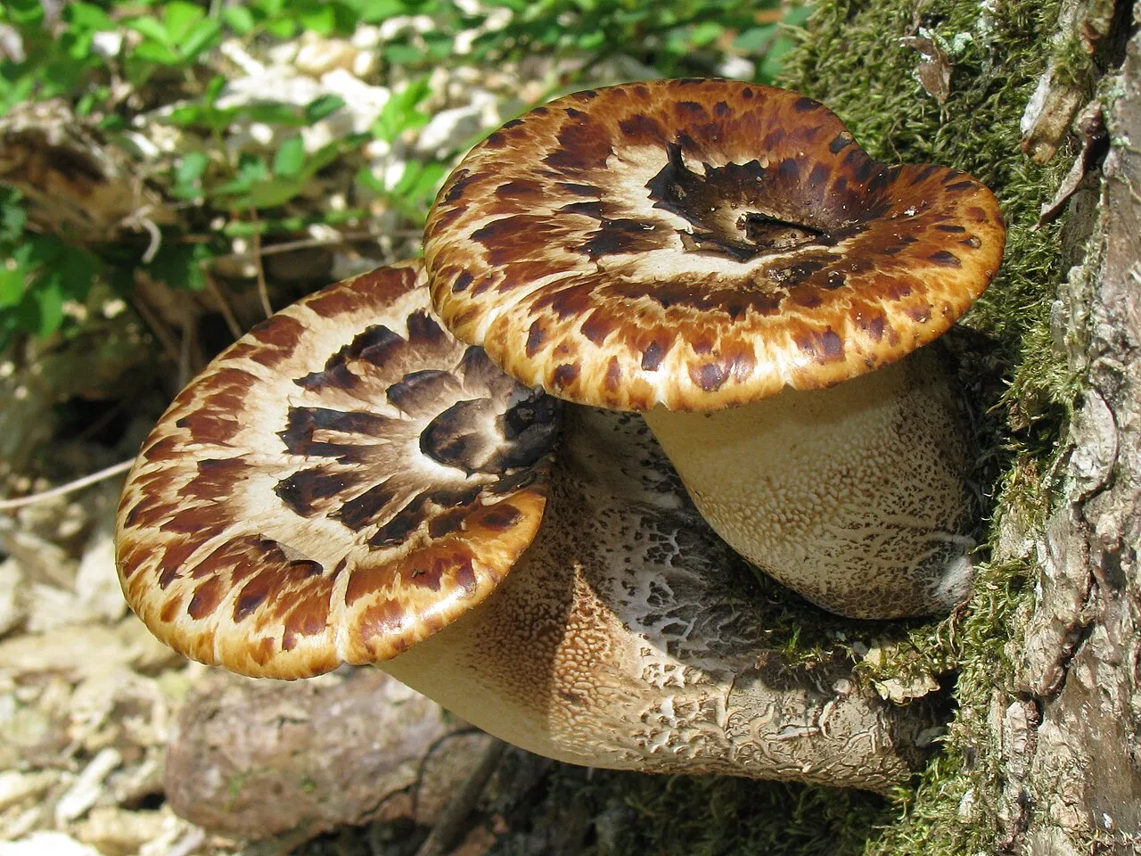Żagwiak łuskowaty