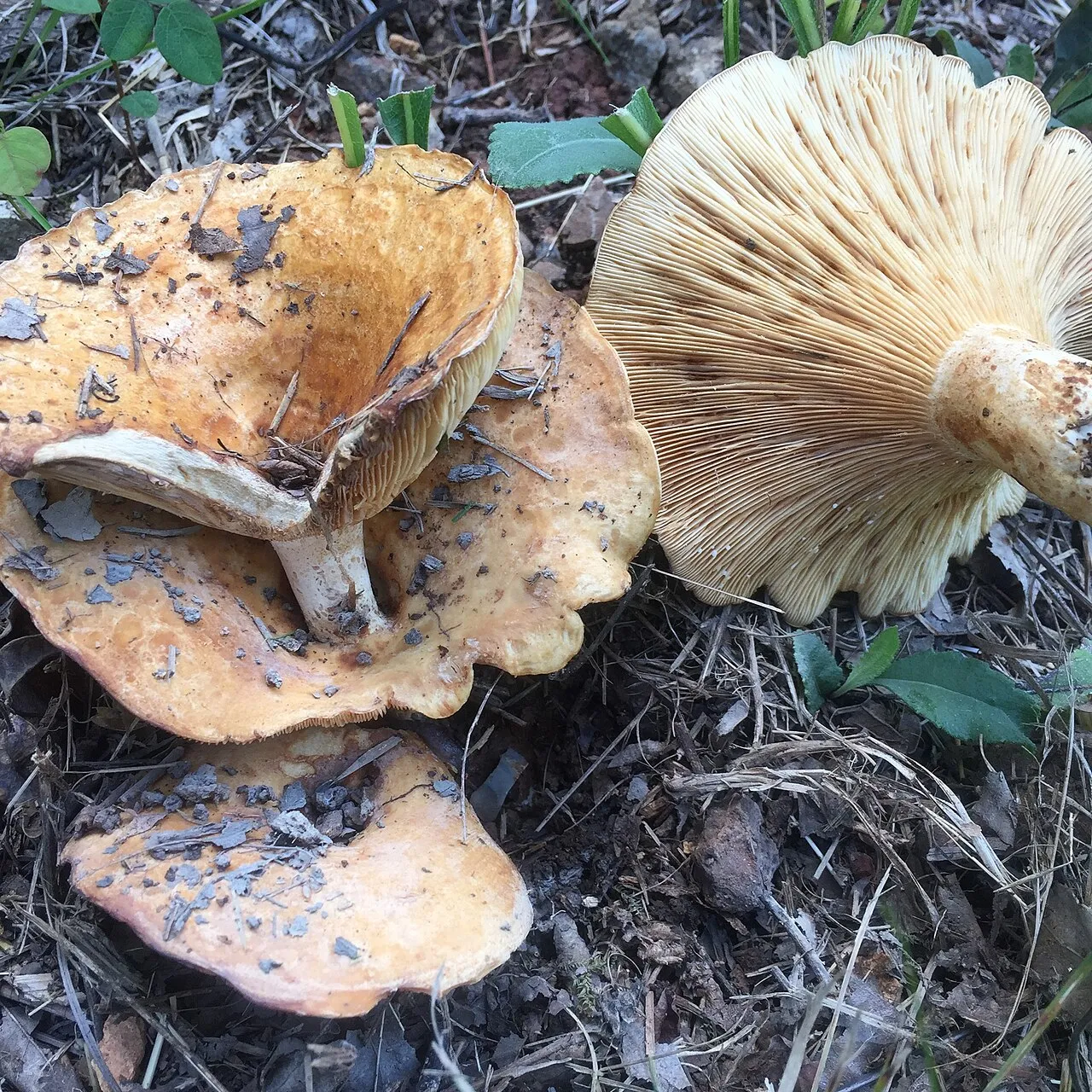 Lactarius psammicola