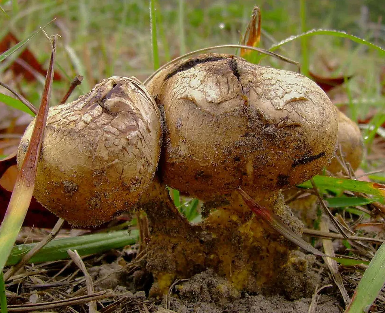 Scleroderma meridionale