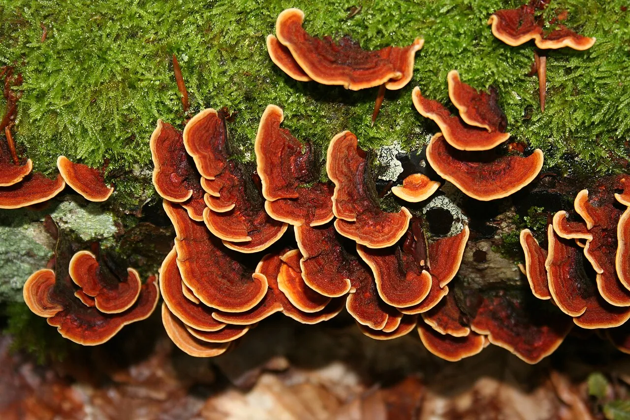 Stereum insignitum