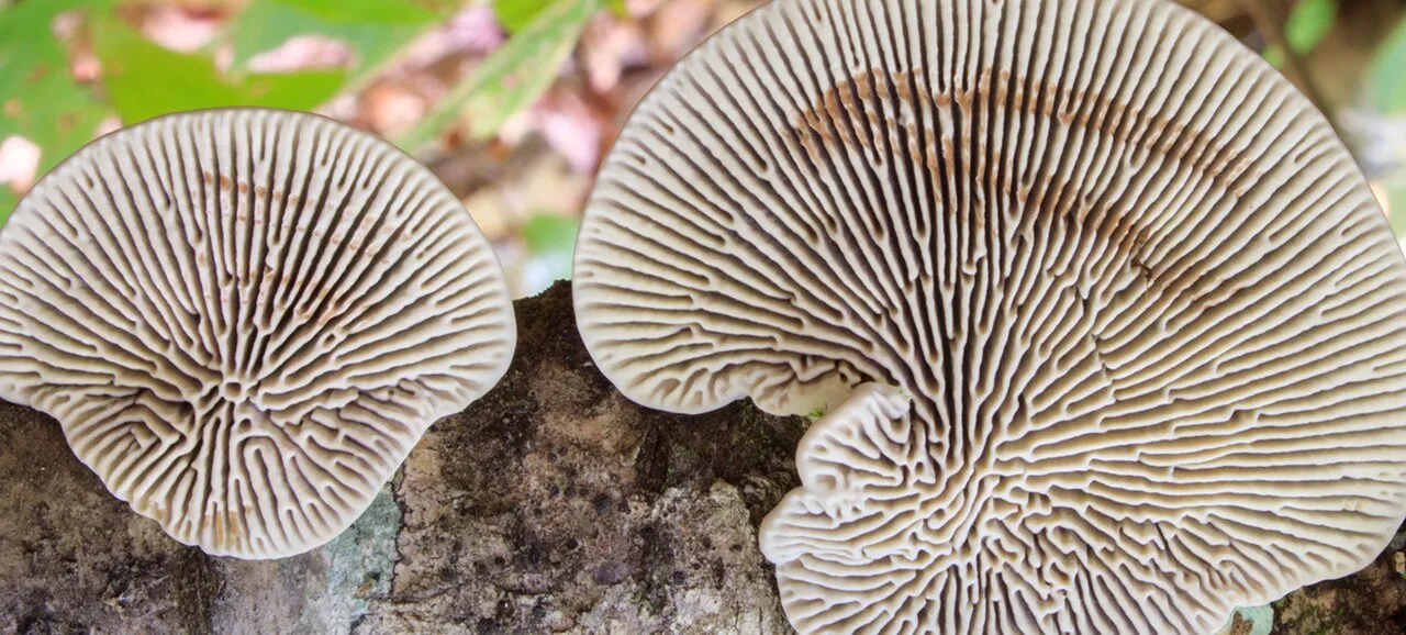 Daedaleopsis septentrionalis