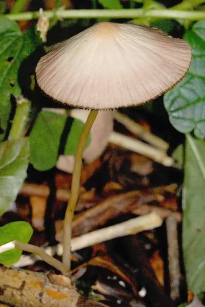 Psathyrella microrhiza