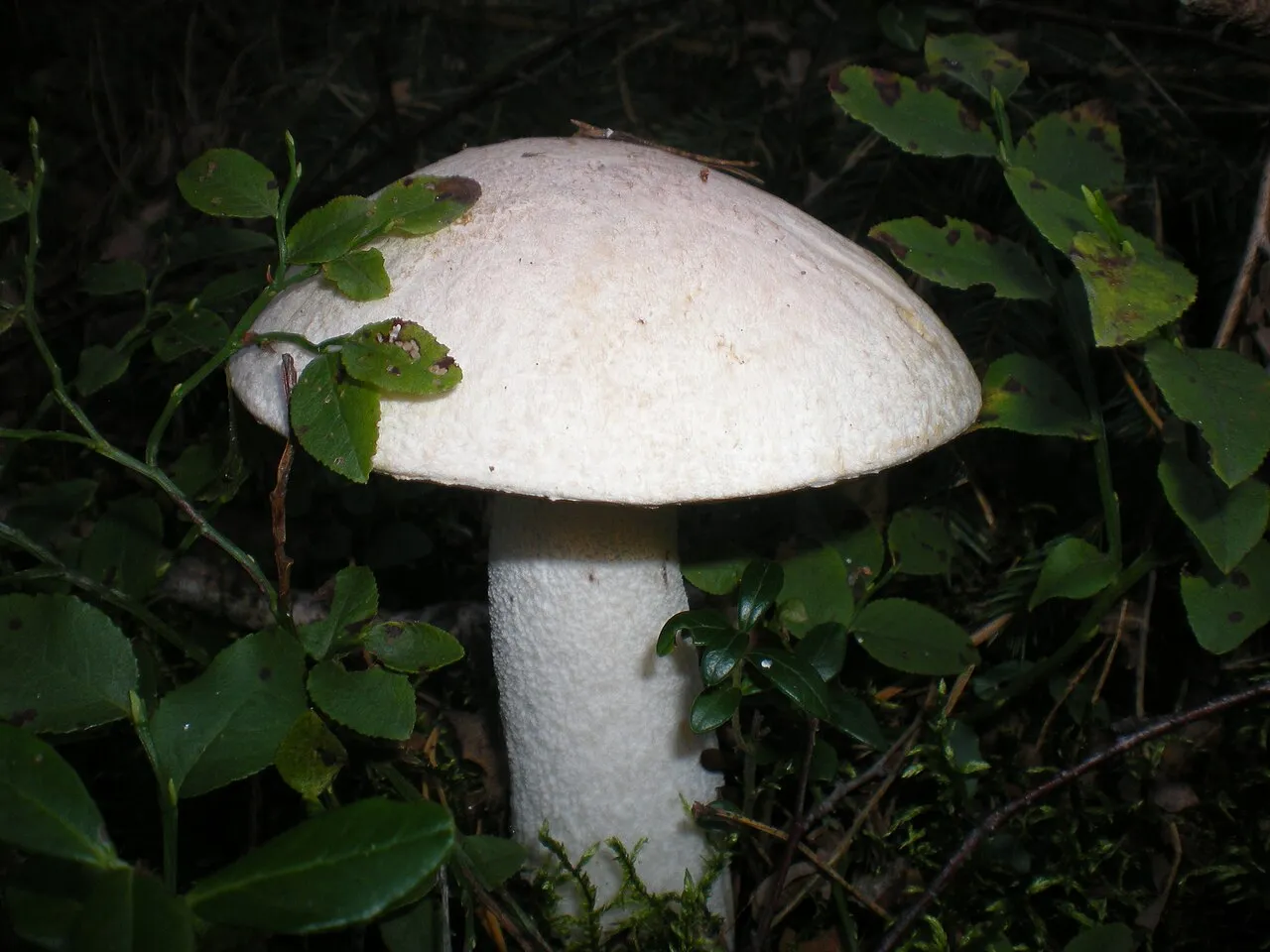 Leccinum percandidum
