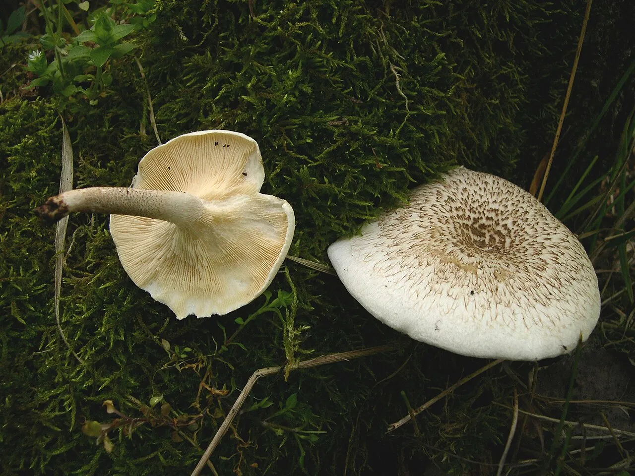 Lentinus