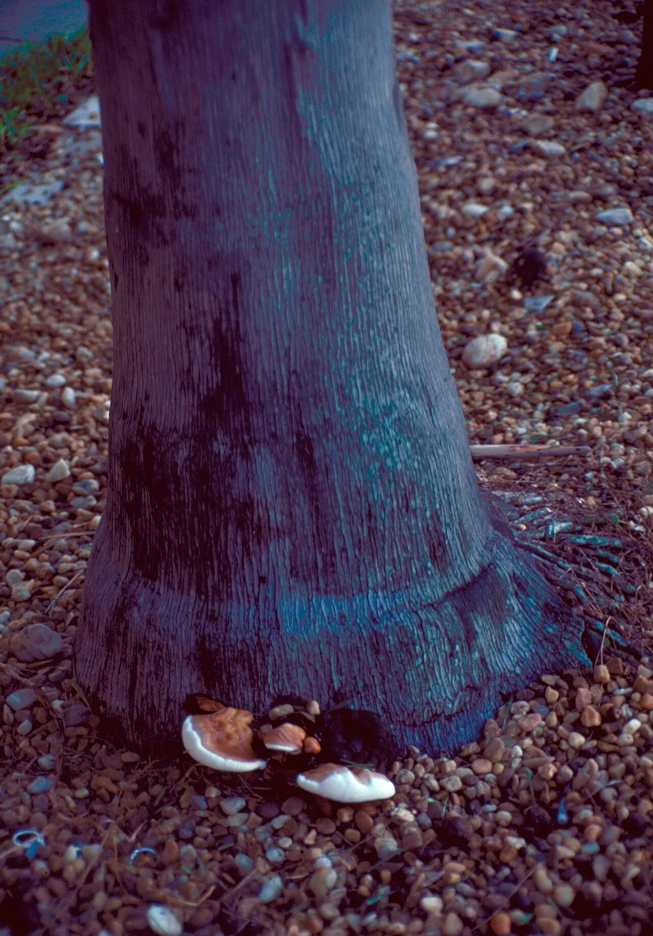 Ganoderma zonatum