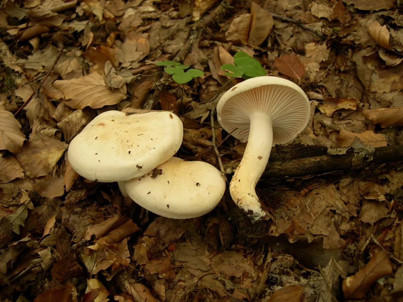 Wodnicha gładka