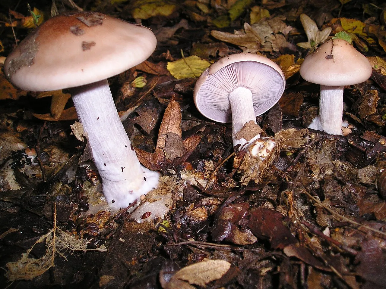 gąsówka bladoniebieskawa