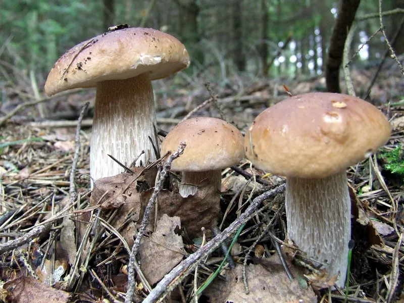 Borowik