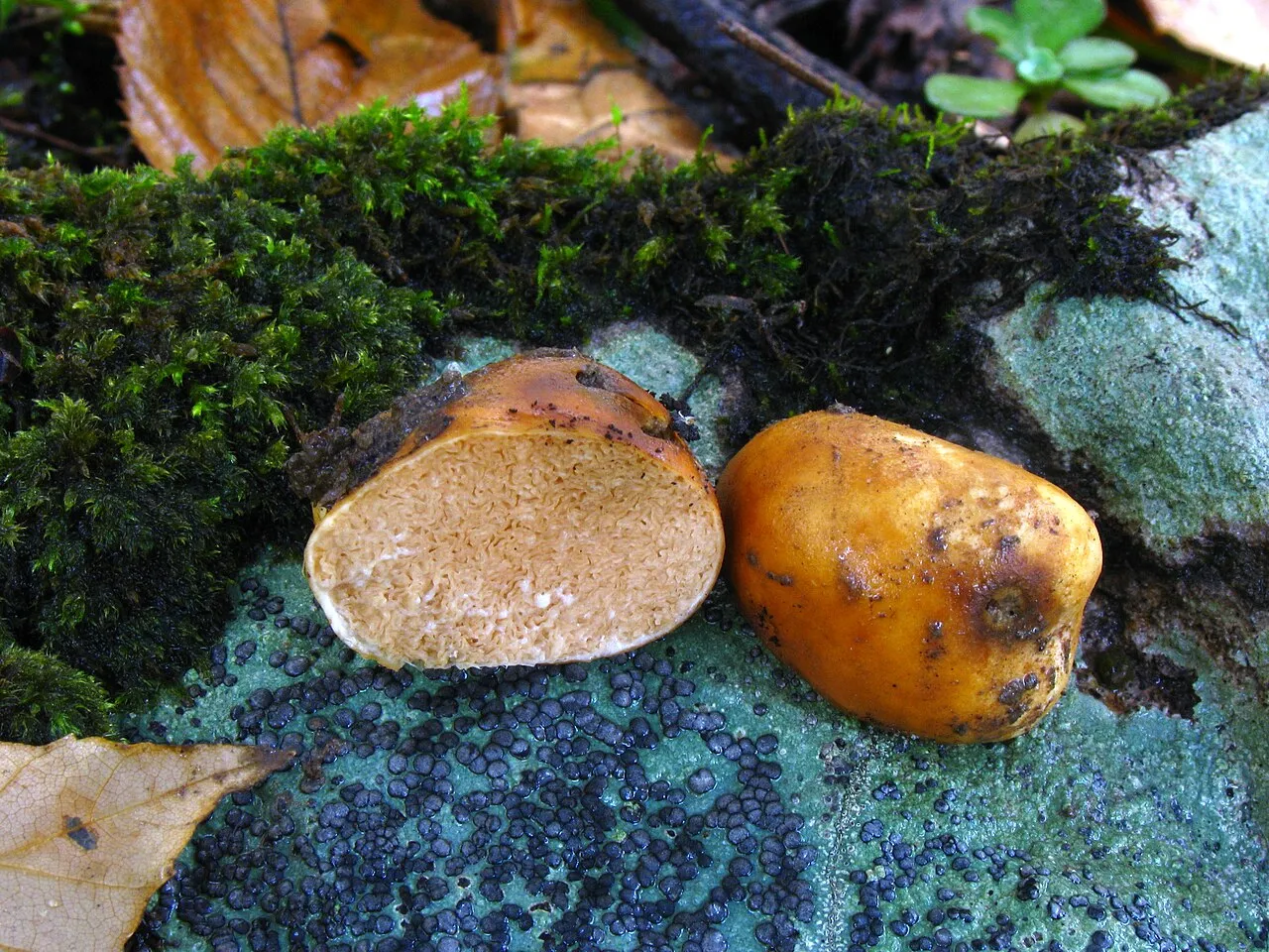 Zelleromyces