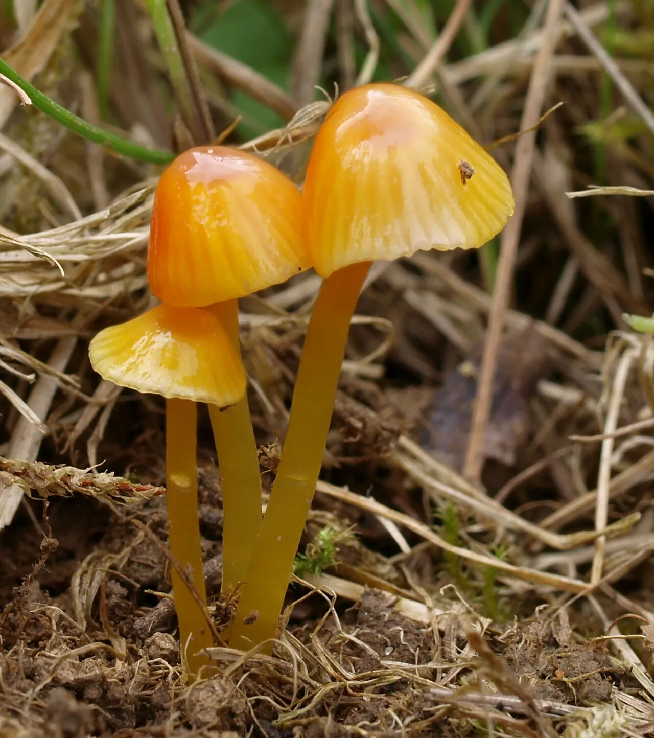 Hygrocybe glutinipes