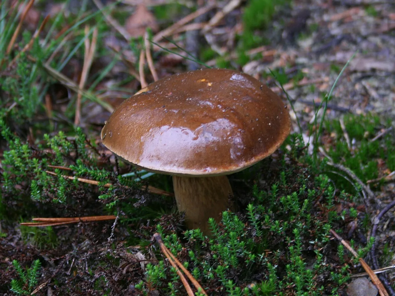 Podgrzybek brunatny