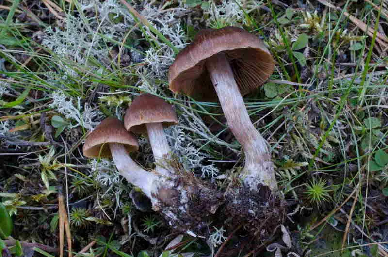 Cortinarius neofurvolaesus