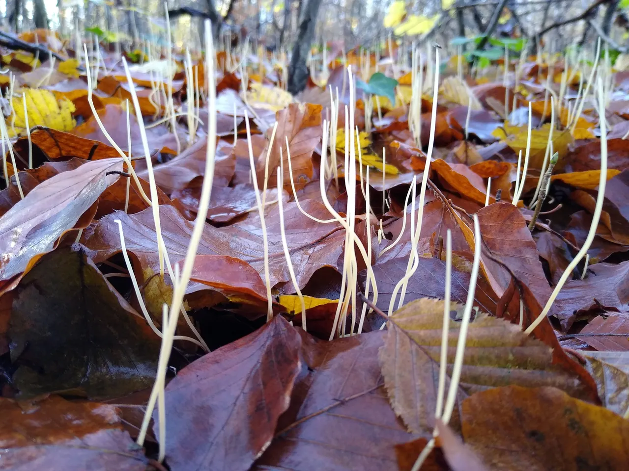 Typhula juncea