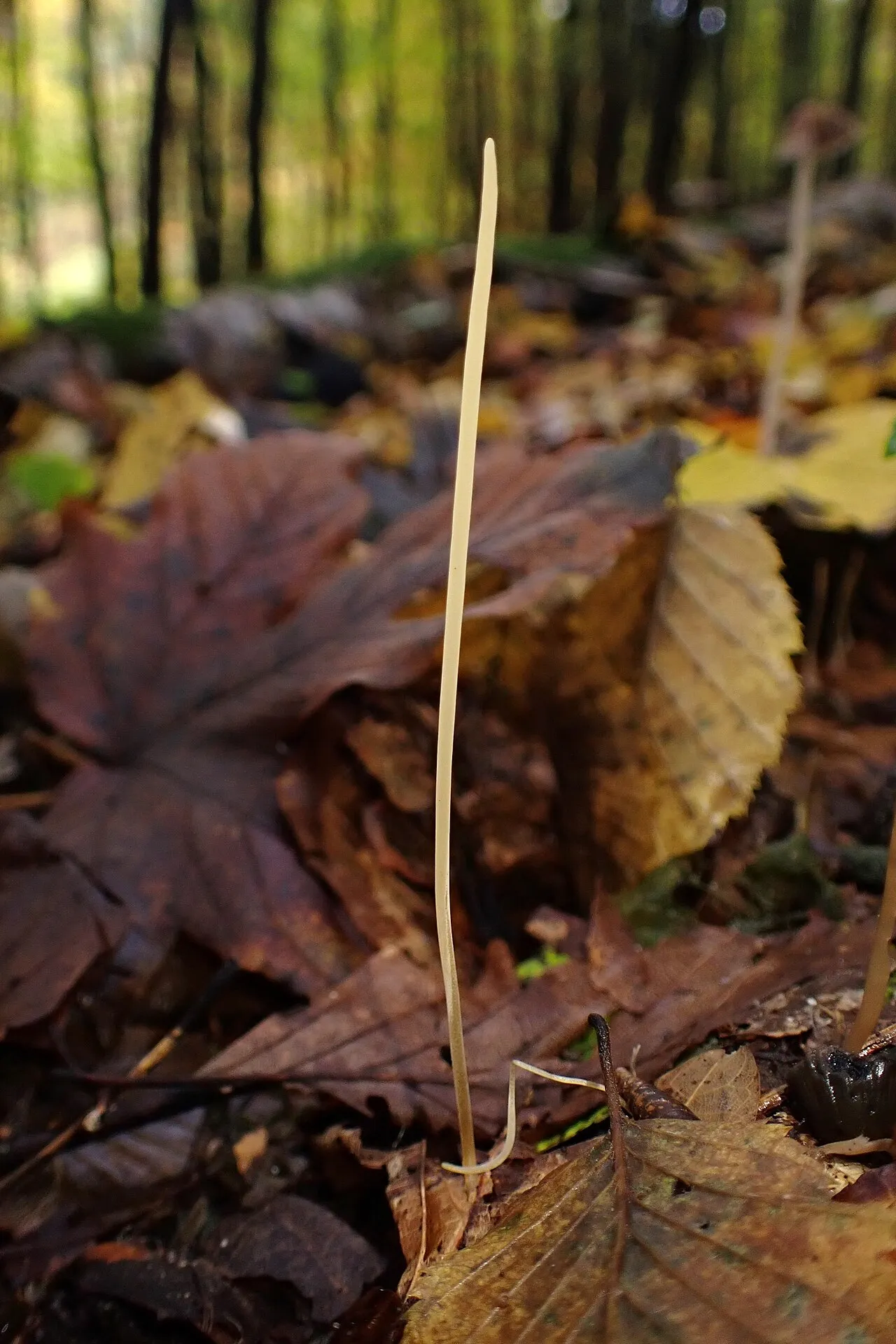Typhula juncea, zdjęcie 7