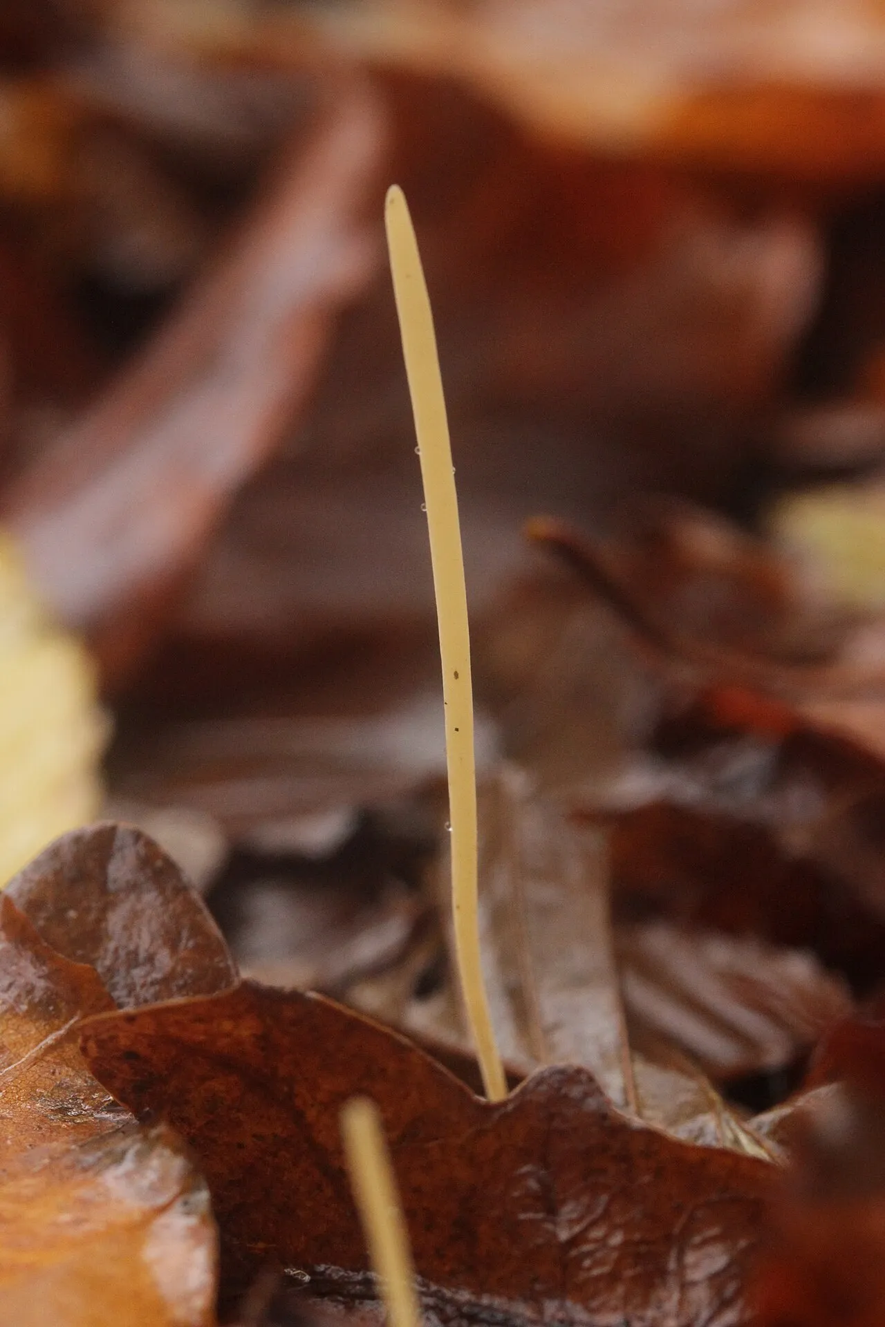 Typhula juncea, zdjęcie 3