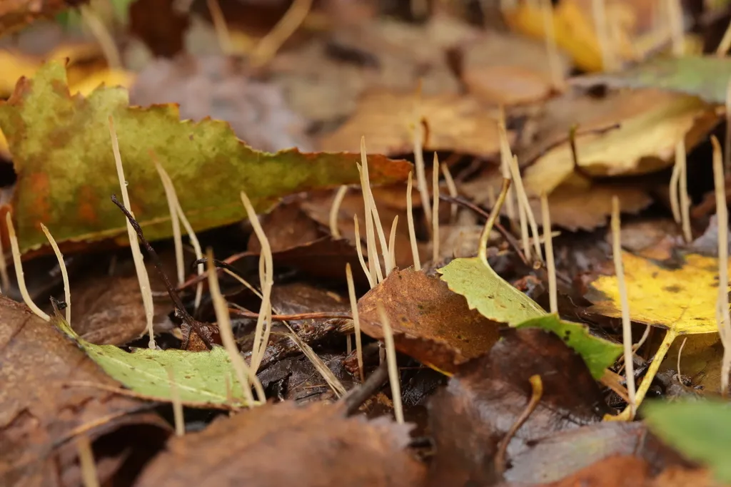 Typhula juncea, zdjęcie 2