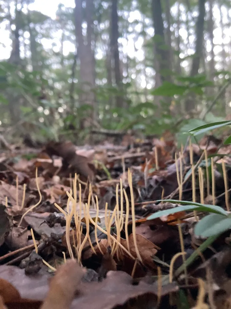 Typhula juncea, zdjęcie 6