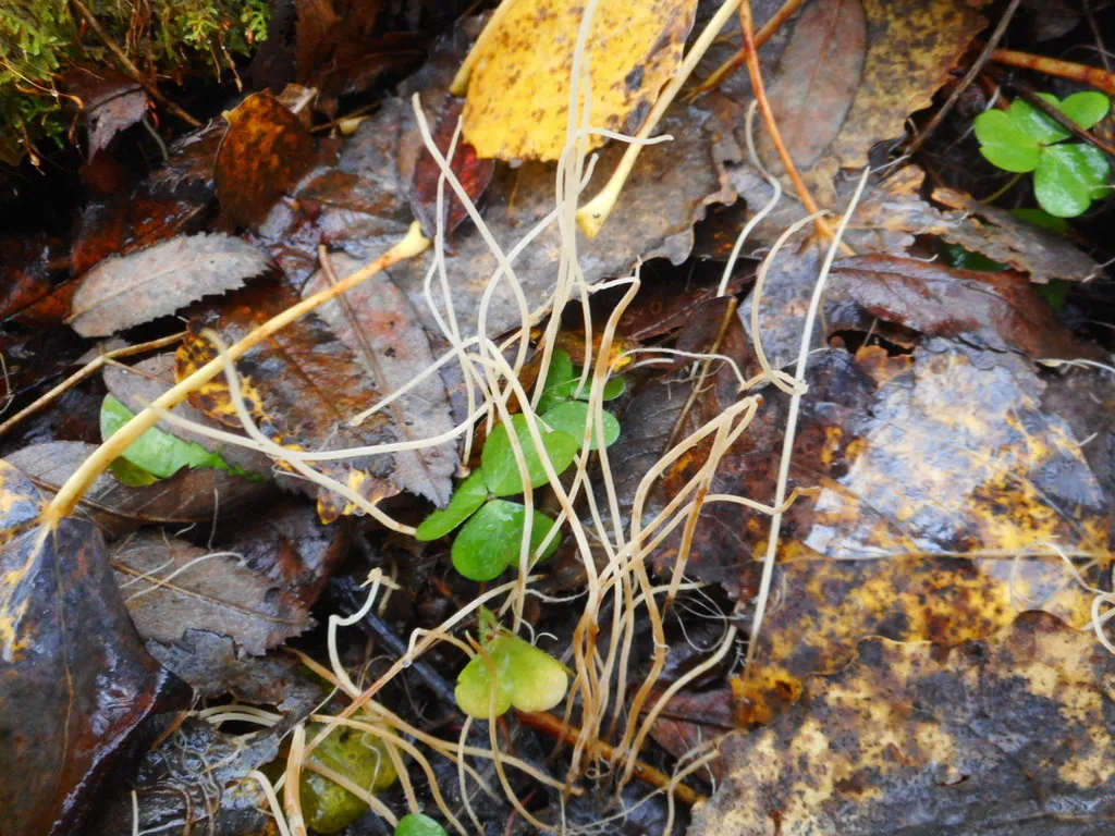 Typhula juncea, zdjęcie 5